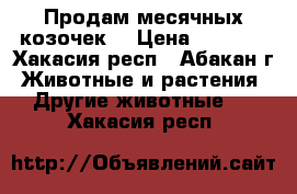 Продам месячных козочек. › Цена ­ 2 500 - Хакасия респ., Абакан г. Животные и растения » Другие животные   . Хакасия респ.